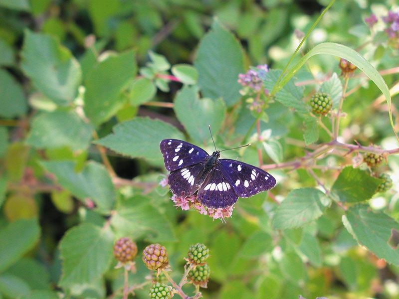 leptiri NP Krka 1